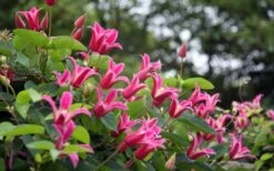 Princess Diana Clematis - 1 Gallon Pot -Wilson Bros Gardens clematis princess diana 1