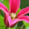 Princess Diana Clematis - 1 Gallon Pot -Wilson Bros Gardens clematis princess diana 2