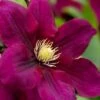 Rosemoor Clematis - 1 Gallon Pot -Wilson Bros Gardens clematis rosemoor 4