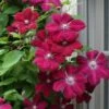 Rouge Cardinal Clematis - 1 Gallon Pot -Wilson Bros Gardens clematis rouge cardinal 7