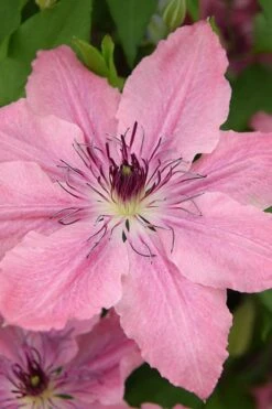 Sarah Elizabeth Clematis - 1 Gallon Pot -Wilson Bros Gardens clematis sarah elizabeth 4