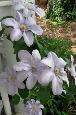 Silver Moon Clematis - 1 Gallon Pot -Wilson Bros Gardens clematis silver moon 3