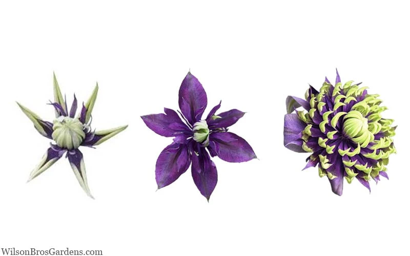 Taiga Clematis - 1 Gallon Pot 10 Taiga Clematis - 1 Gallon Pot - Image 8