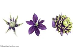 Taiga Clematis - 3 Gallon Pot -Wilson Bros Gardens clematis taiga 24