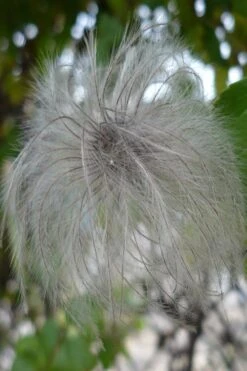 Tangutica Yellow Clematis - 1 Gallon Pot -Wilson Bros Gardens clematis tangutica seedhead 2