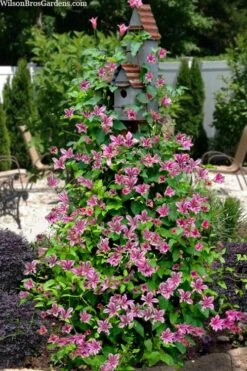 Duchess Of Albany Clematis - 1 Gallon Pot -Wilson Bros Gardens clematis texensis duchess of albany 15
