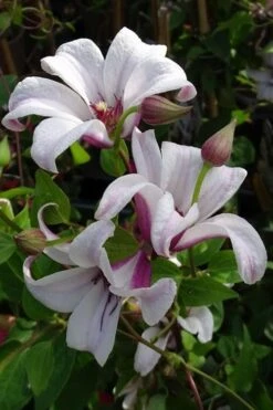 Princess Kate Clematis - 1 Gallon Pot -Wilson Bros Gardens clematis texensis princess kate 5