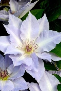 Tranquilite Clematis - 1 Gallon Pot -Wilson Bros Gardens clematis tranquilete 3