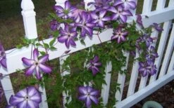 Venosa Violacea Clematis - 1 Gallon Pot -Wilson Bros Gardens clematis venosa violacea 4