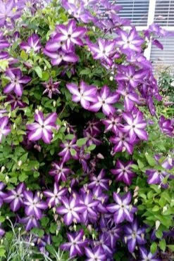 Venosa Violacea Clematis - 1 Gallon Pot -Wilson Bros Gardens clematis venosa violacea 5