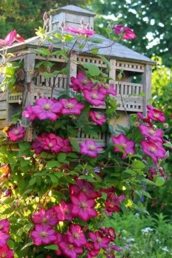 Ville De Lyon Clematis - 1 Gallon Pot -Wilson Bros Gardens clematis ville de lyon 7