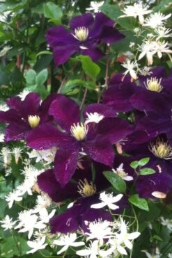 Warsaw Nike Clematis - 1 Gallon Pot -Wilson Bros Gardens clematis warsaw nike 12