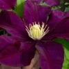 Warsaw Nike Clematis - 1 Gallon Pot -Wilson Bros Gardens clematis warsaw nike 15