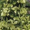Lucky Leprechaun Dogwood Tree (Cornus Elliptica) - 1 Gallon Pot 2 Lucky Leprechaun Dogwood Tree (Cornus Elliptica) - 1 Gallon Pot -Wilson Bros Gardens cornus eliptica lecky leprechaun evergreen dogwood 1