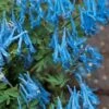 Hillier Porcelain Blue Corydalis - 1 Gallon Pot -Wilson Bros Gardens corydalis flexuosa porcelian blue 2