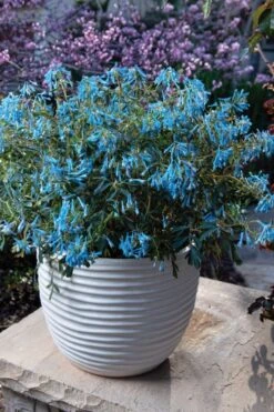 Hillier Porcelain Blue Corydalis - 1 Gallon Pot -Wilson Bros Gardens corydalis flexuosa porcelian blue 5