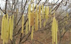 American Hazelnut (Filbert) - 1 Gallon Pot 15 American Hazelnut (Filbert) - 1 Gallon Pot -Wilson Bros Gardens corylus american american hazelnut fall leaves 10