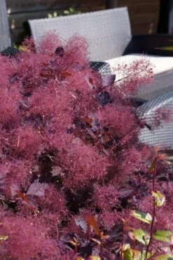 Dusky Maiden Smoke Tree (Single Trunk Topiary) - 7 Gallon Pot (3-4') 10 Dusky Maiden Smoke Tree (Single Trunk Topiary) - 7 Gallon Pot (3-4') -Wilson Bros Gardens cotinus dusky maiden smoke bush 4
