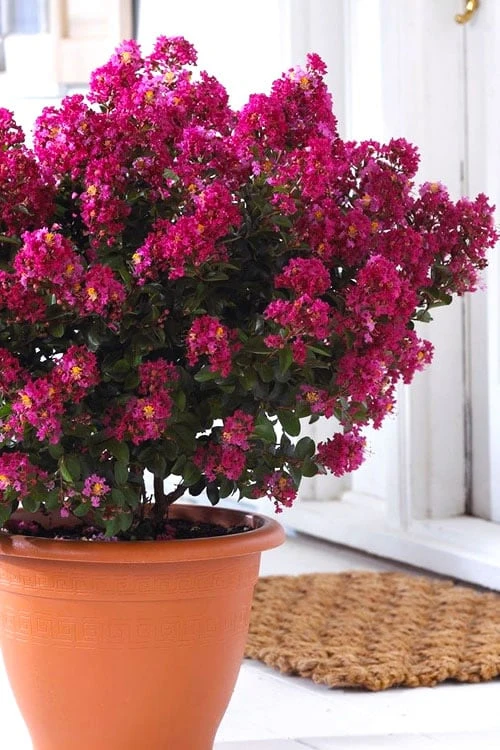 Berry Dazzle Dwarf Crape Myrtle - 2 Gallon Pot 3 Berry Dazzle Dwarf Crape Myrtle - 2 Gallon Pot