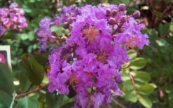 Early Bird Purple Crape Myrtle - 2 Gallon Pot 11 Early Bird Purple Crape Myrtle - 2 Gallon Pot -Wilson Bros Gardens crapemyrtleearlybirdpurple
