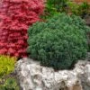 Dragon Warrior Cryptomeria - 3 Gallon Pot -Wilson Bros Gardens cryptomeria dragon warrior japanese cedar 3