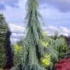 Raywood Weeping Arizona Cypress - 6 Gallon Pot -Wilson Bros Gardens cupressus arizonica raymonds weeping arizona cypress 1