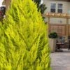 Goldcrest Monterey Lemon Cypress - 5 Gallon Pot 2 Goldcrest Monterey Lemon Cypress - 5 Gallon Pot -Wilson Bros Gardens cypress monterey goldcrest lemon 13