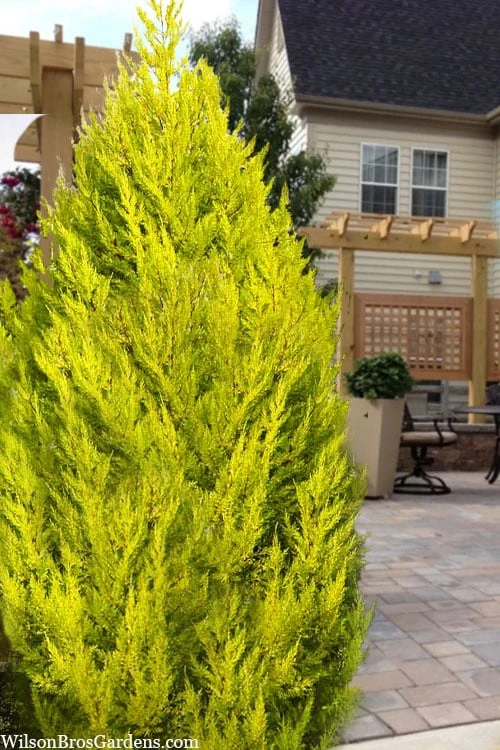 Goldcrest Monterey Lemon Cypress - 5 Gallon Pot 3 Goldcrest Monterey Lemon Cypress - 5 Gallon Pot
