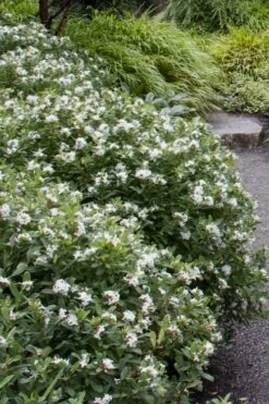 Jim's Pride White Summer Daphne - Daphne X Transatlantica - 1 Gallon Pot 12 Jim's Pride White Summer Daphne - Daphne X Transatlantica - 1 Gallon Pot -Wilson Bros Gardens daphne jims pride 1