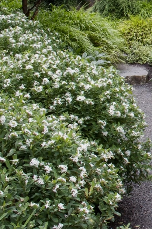 Jim's Pride White Summer Daphne - Daphne X Transatlantica - 1 Gallon Pot 7 Jim's Pride White Summer Daphne - Daphne X Transatlantica - 1 Gallon Pot - Image 5