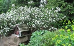 Jim's Pride White Summer Daphne - Daphne X Transatlantica - 1 Gallon Pot 11 Jim's Pride White Summer Daphne - Daphne X Transatlantica - 1 Gallon Pot -Wilson Bros Gardens daphne jims pride 3