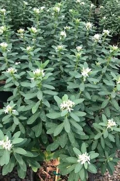 Jim's Pride White Summer Daphne - Daphne X Transatlantica - 1 Gallon Pot 13 Jim's Pride White Summer Daphne - Daphne X Transatlantica - 1 Gallon Pot -Wilson Bros Gardens daphne jims pride 7