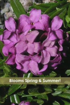 Front Page 5 Lawrence Crocker Dwarf Daphne - 1 Gallon Pot