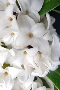 White Perfume Princess Winter Daphne - 2 Gallon Pot -Wilson Bros Gardens daphne white perfume princess 3 1
