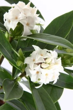 White Perfume Princess Winter Daphne - 2 Gallon Pot -Wilson Bros Gardens daphne white perfume princess 4 1