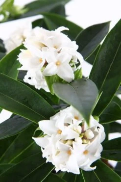 White Perfume Princess Winter Daphne - 3 Gallon Pot -Wilson Bros Gardens daphne white perfume princess 6