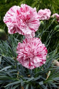 Pinball Wizard Dianthus - 1 Gallon Pot 16 Pinball Wizard Dianthus - 1 Gallon Pot -Wilson Bros Gardens dianthus pinball wizard 4