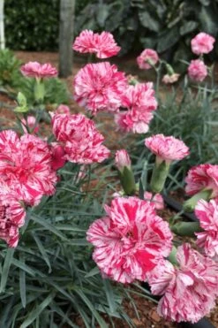 Pinball Wizard Dianthus - 1 Gallon Pot 15 Pinball Wizard Dianthus - 1 Gallon Pot -Wilson Bros Gardens dianthus pinball wizard 5