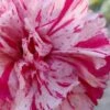 Pinball Wizard Dianthus - 1 Gallon Pot 1 Pinball Wizard Dianthus - 1 Gallon Pot -Wilson Bros Gardens dianthus pinball wizard 6