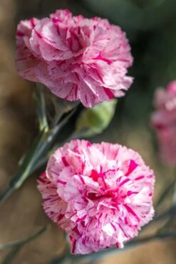 Pinball Wizard Dianthus - 1 Gallon Pot 20 Pinball Wizard Dianthus - 1 Gallon Pot -Wilson Bros Gardens dianthus pinball wizard 7