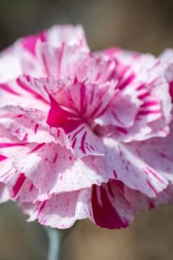 Pinball Wizard Dianthus - 1 Gallon Pot 21 Pinball Wizard Dianthus - 1 Gallon Pot -Wilson Bros Gardens dianthus pinball wizard 8