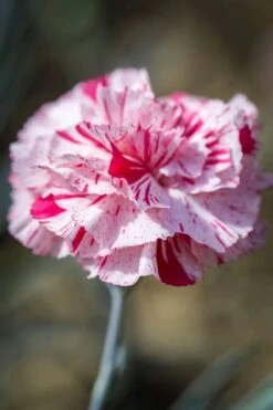 Pinball Wizard Dianthus - 1 Gallon Pot 18 Pinball Wizard Dianthus - 1 Gallon Pot -Wilson Bros Gardens dianthus pinball wizard 9