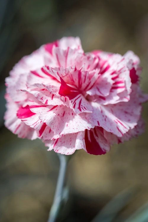 Pinball Wizard Dianthus - 1 Gallon Pot 9 Pinball Wizard Dianthus - 1 Gallon Pot - Image 7
