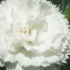 Super Trouper White Dianthus - 5 Pack Of Quart Pots -Wilson Bros Gardens dianthus supertrouper white carnations 1