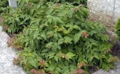 Dwarf Bush Honeysuckle (Diervilla Lonicera) - 1 Gallon Pot -Wilson Bros Gardens diervilla lonicera dwarf bush honeysuckle 4