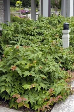 Dwarf Bush Honeysuckle (Diervilla Lonicera) - 1 Gallon Pot -Wilson Bros Gardens diervilla lonicera dwarf bush honeysuckle 6