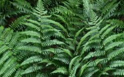 Champions Wood Fern (Dryopteris Championii) - 1 Gallon Pot -Wilson Bros Gardens dryopteris championii champions wood fern 2