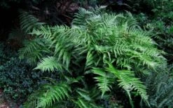 Champions Wood Fern (Dryopteris Championii) - 1 Gallon Pot -Wilson Bros Gardens dryopteris championii champions wood fern 6