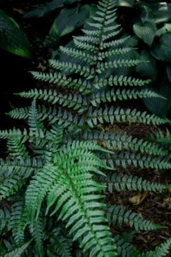 Champions Wood Fern (Dryopteris Championii) - 1 Gallon Pot -Wilson Bros Gardens dryopteris championii champions wood fern 8