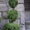 Poodle Tier Dwarf Alberta Spruce 3 Ball Topiary (3-Ball) - 3 Gallon Pot -Wilson Bros Gardens dwarf alberta spruce 3 ball poodle tier 12